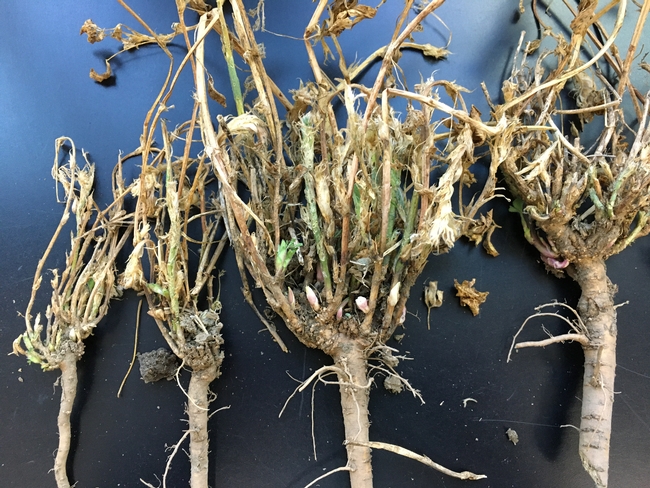 Figure 3. Stems emerging indicate the crown is not damaged and alfalfa will regrow.