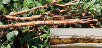 Figure 2. Clover root curculio larvae are white and feed on the roots. The damage appears as root gouging or scars, which can serve as entry points for disease. for SJC and Delta Field Crops Blog