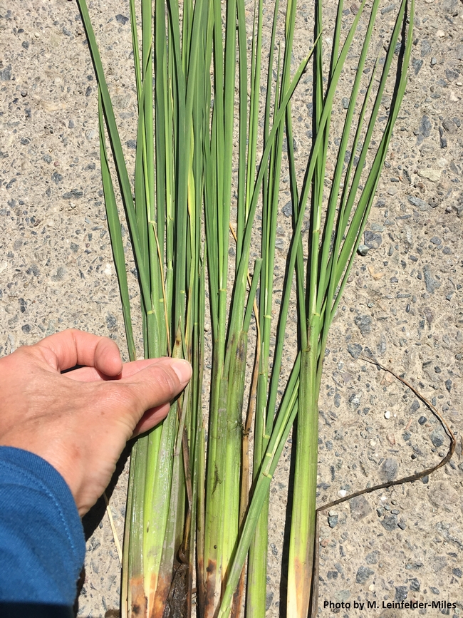 Figure 3. Monitoring for stem rot should happen at late-tillering. Black lesions form on the stems at the water line. Fungicide treatment is most effective when applied at early-heading.