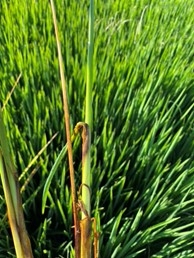 Figure 1. Ear blight attributed to Nigrospora oryza on M-211 rice, Butte County, 2022.