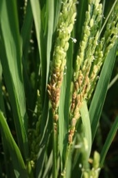 Figure 3. Panicle discoloration attributed to Nigrospora oryza on CM-203, Yolo County, 2021.
