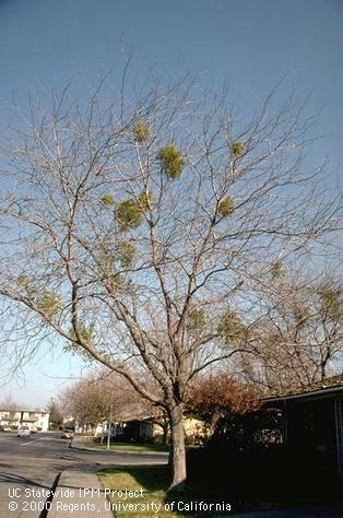 mistletoe UC