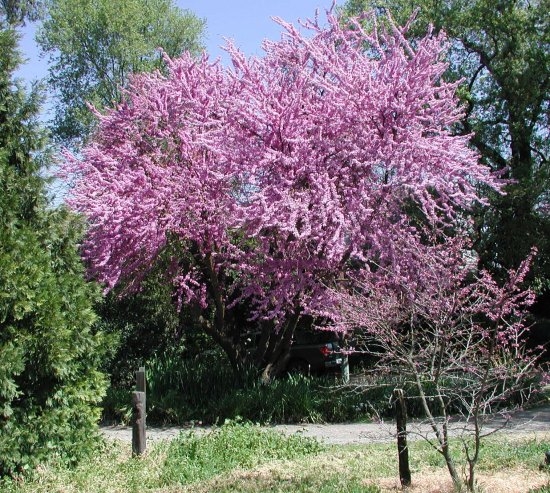 Eastern Redbud in full bloom in March at my old country home.