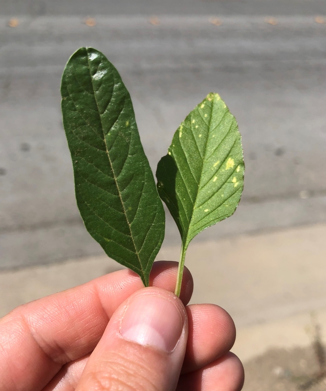 Palmer amaranth vs waterhemp leaf blade