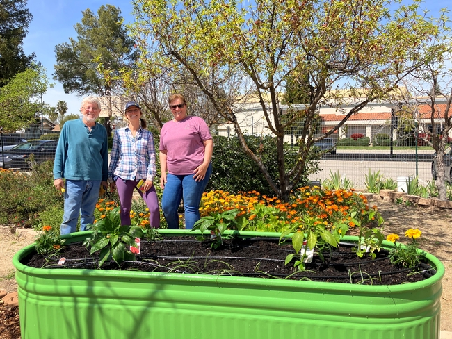 UC master gardeners stand behind a planted raised bed with peppers