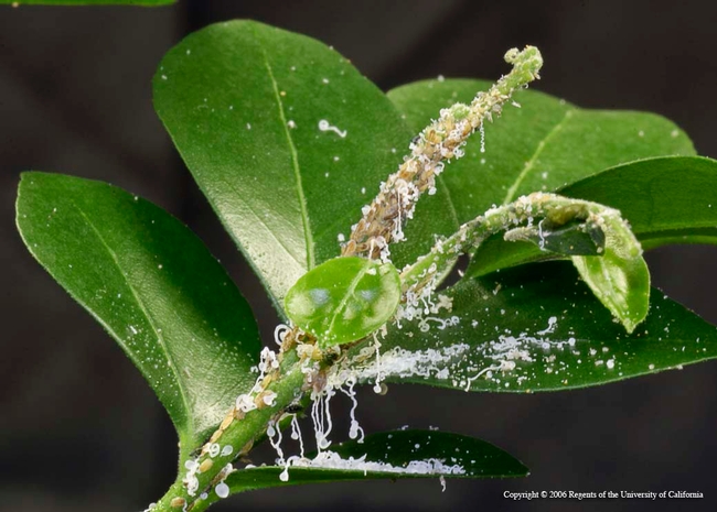 ACP Feeding On Citrus