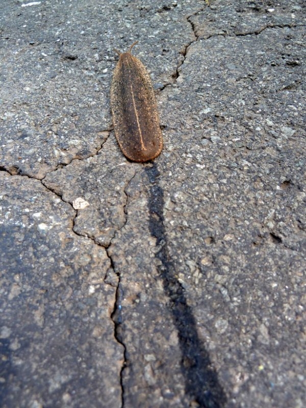 Cuban slug