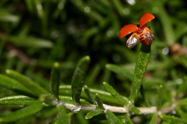 Ladybug taking flight from Rosemary plant
