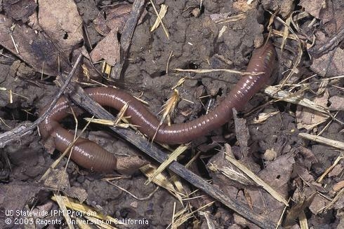 adult earthworm