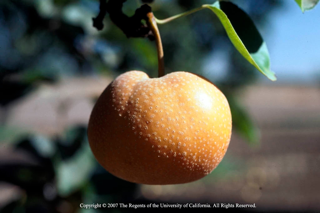 Olive Trees - UC Master Gardeners- Diggin' it in SLO - ANR Blogs