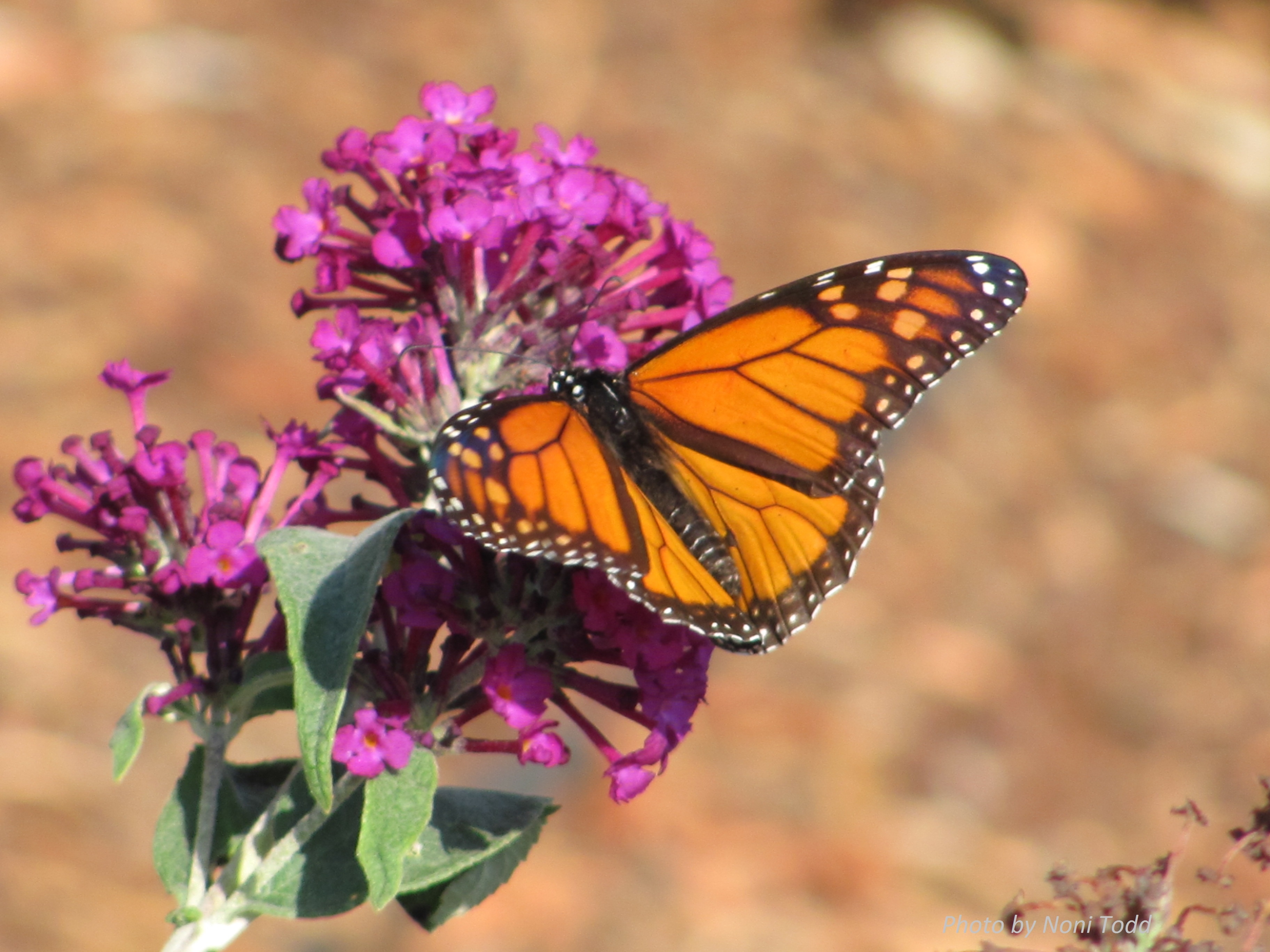 Beautiful Pollinators - UC Master Gardeners- Diggin' it in SLO - ANR Blogs