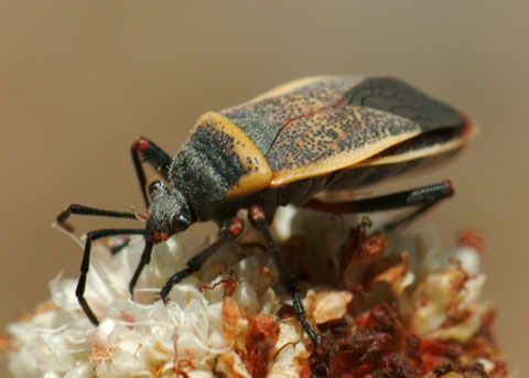bordered plant bug