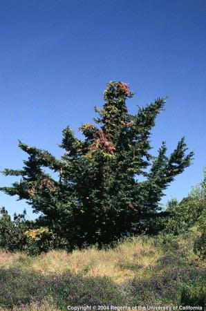 Cypress Canker