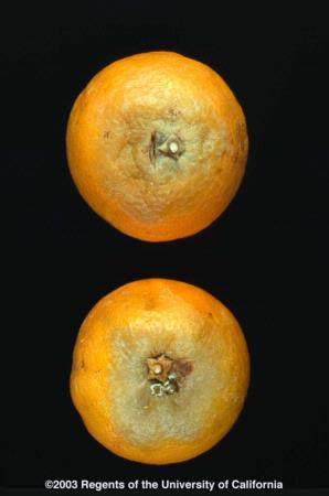 Citrus Brown Rot