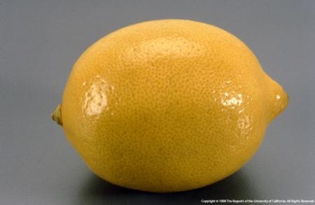 Lemon 103013021