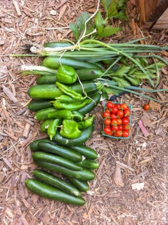 Veg Garden Tribune