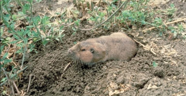 pocket-gopher-small