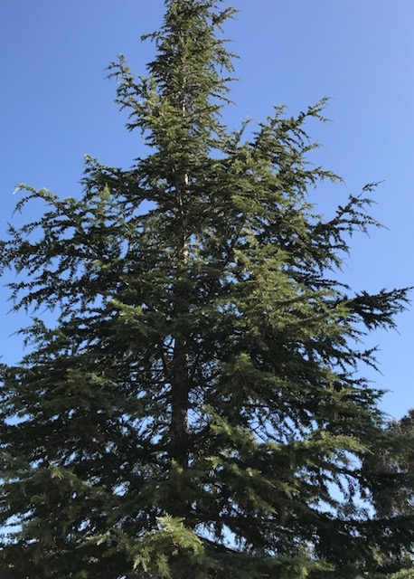 Redwood tree 2