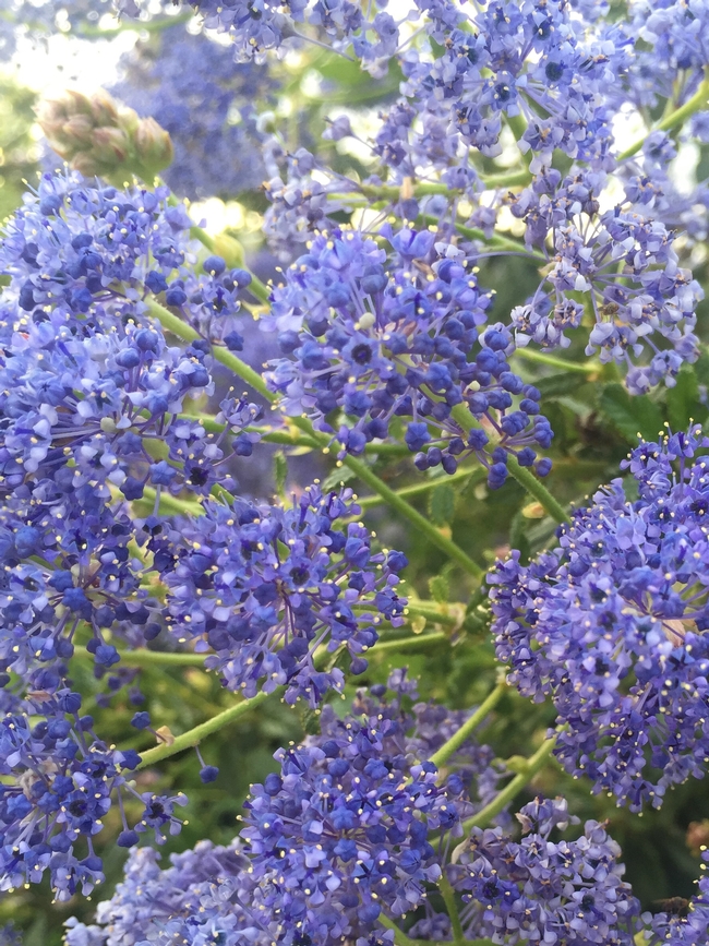 Ceanothus 2