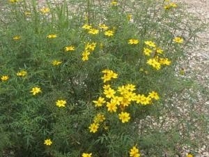 Mexican Marigold