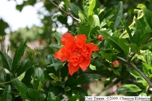punica granatum flower ct[14651]