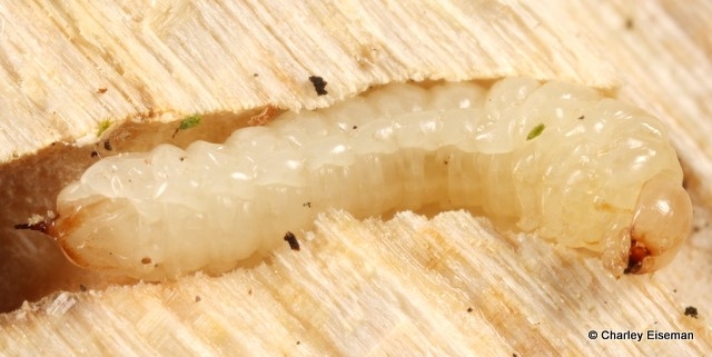 Horntail wasp larva
