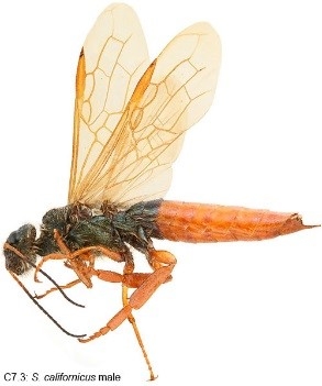 Horntail wasp3