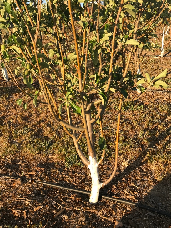 pruning apple tree 2