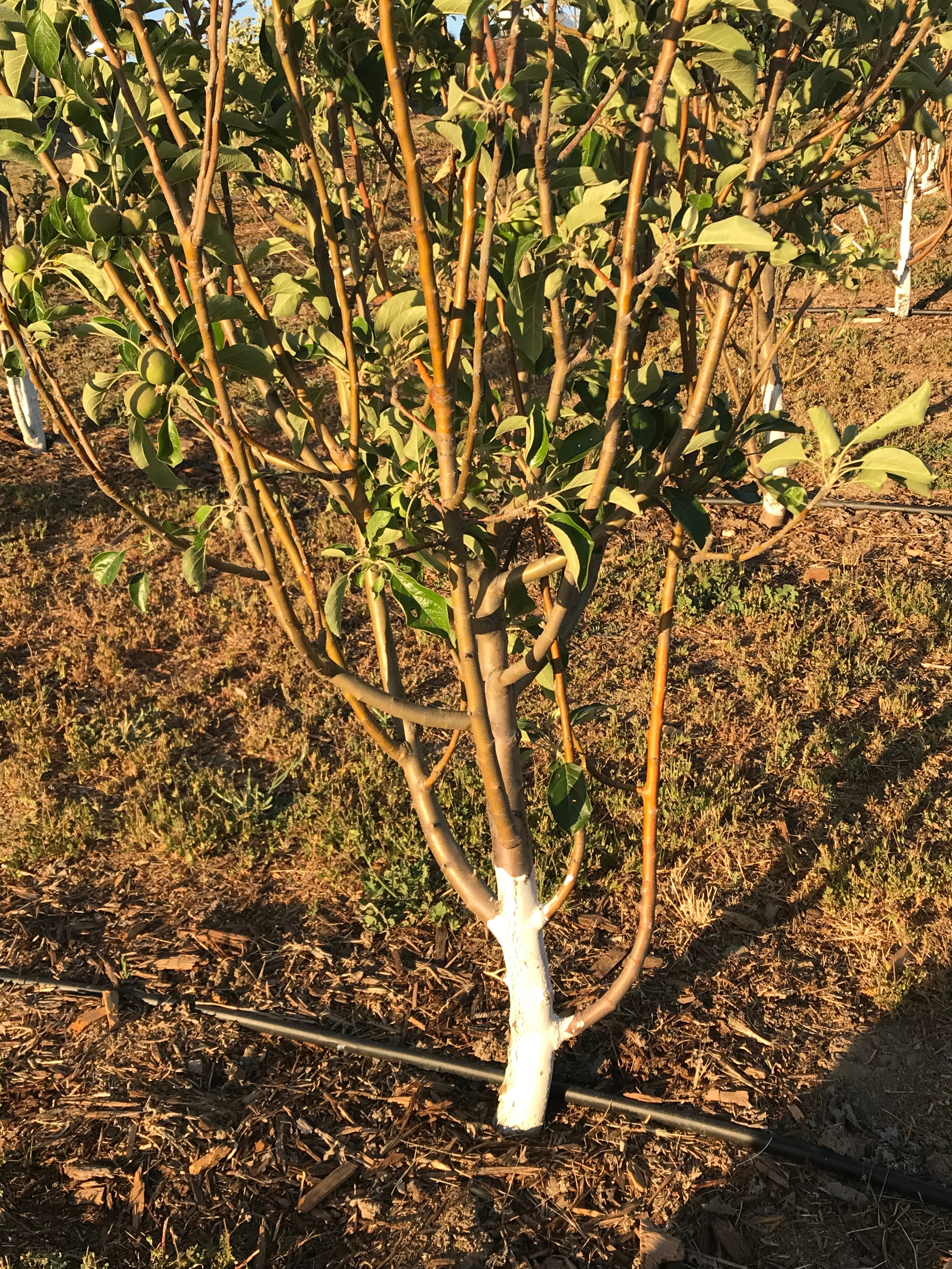 Disastrous results from using pruning sealers and wax - General Fruit  Growing - Growing Fruit