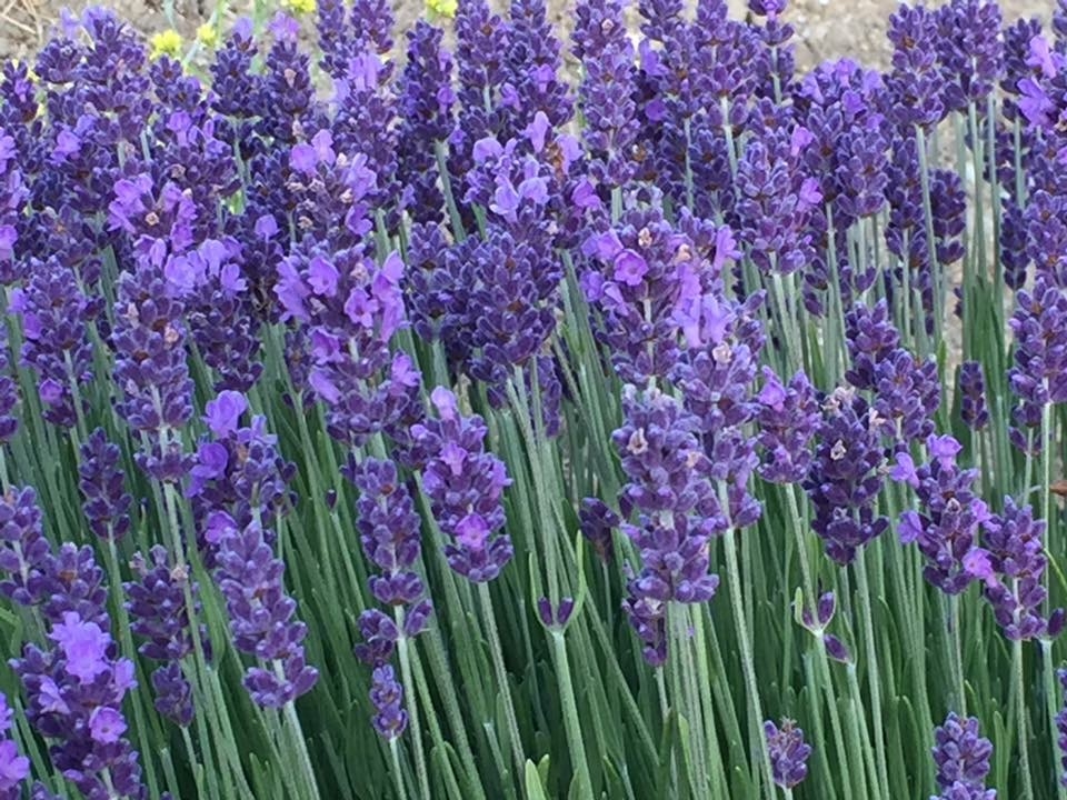 Growing Lavender in Northern California - FineGardening