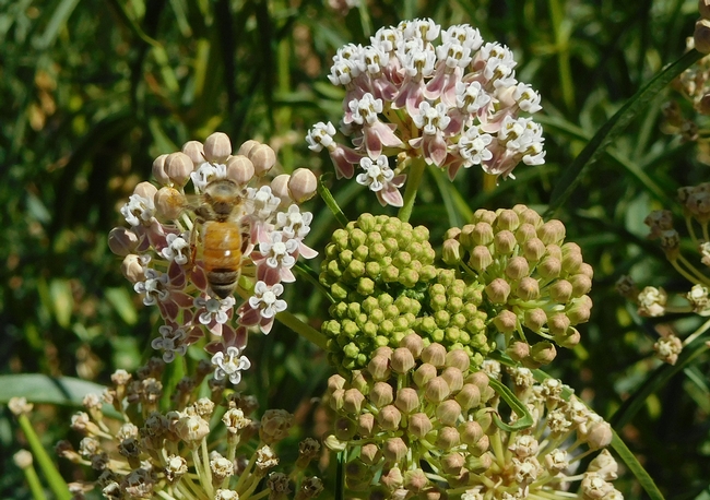 Bee Flower01c[16287]