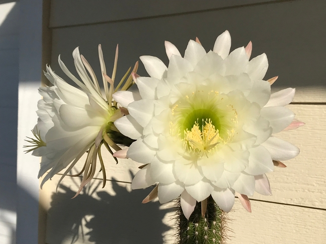 cereus cactus 2