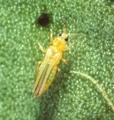 Thrips insect