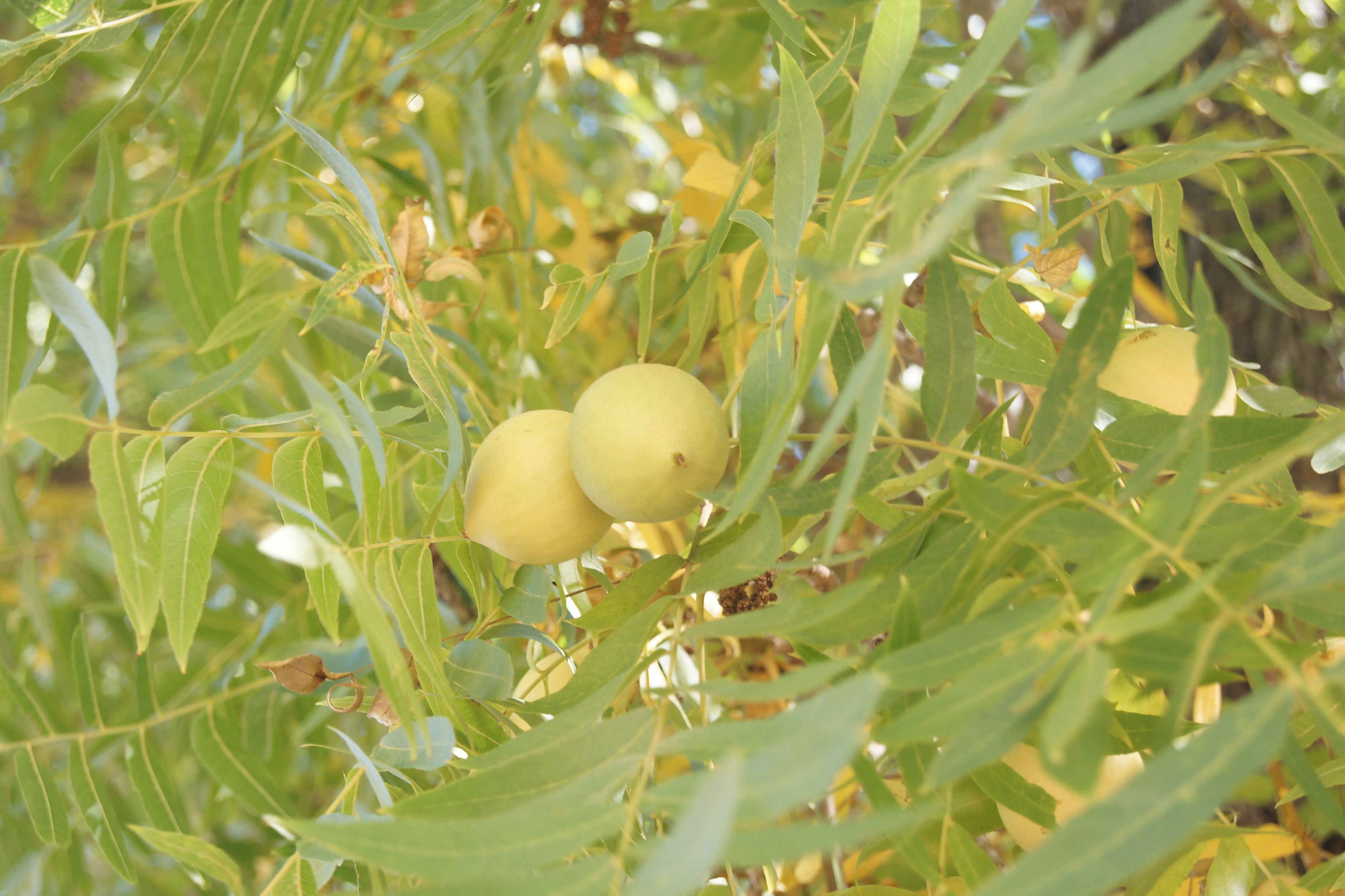 black walnut - uc master gardeners- diggin' it in slo - anr blogs