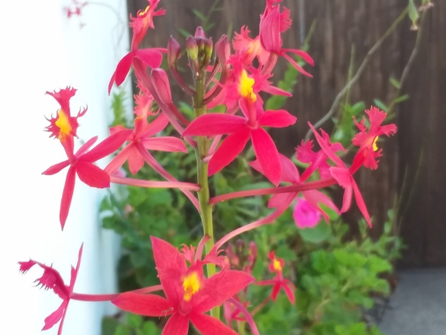 Epidendrum 2