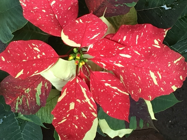 Poinsettia