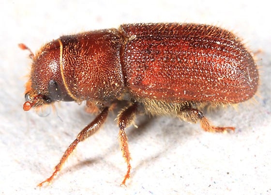 Red turpentine beetle
