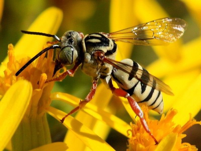 Klepto - cuckoo bee