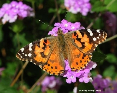 Painted lady adult