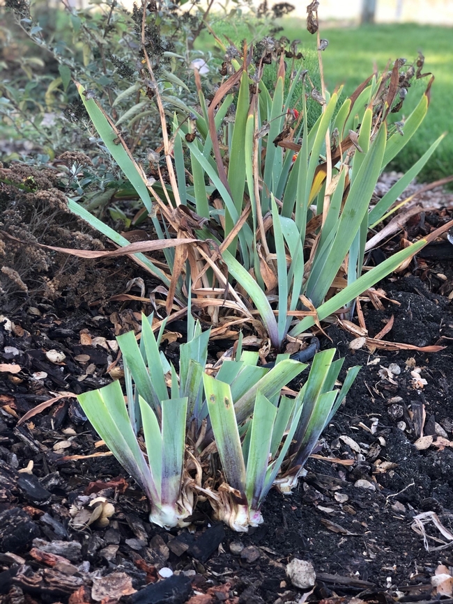 Irises part 2