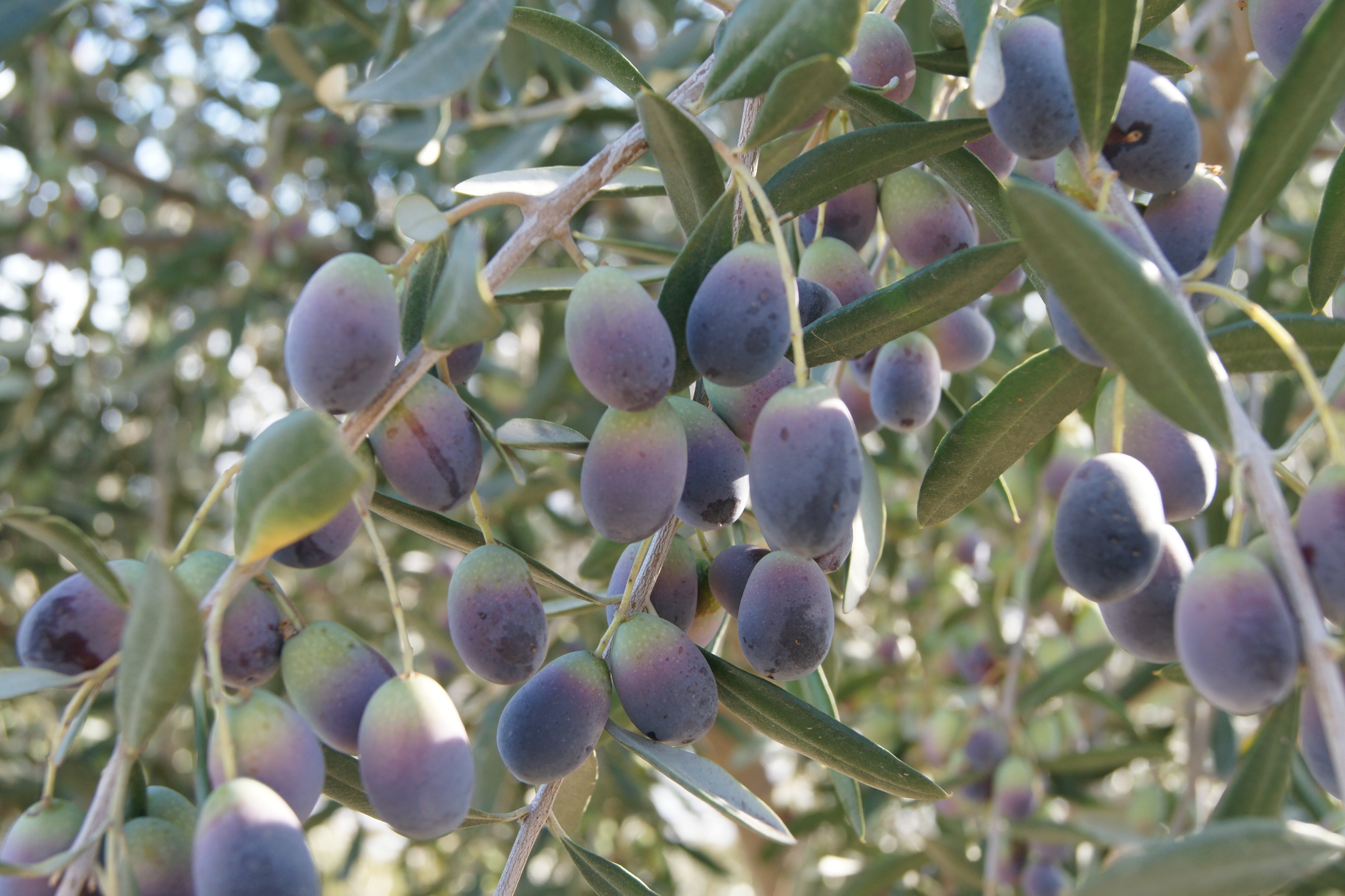 Olive Trees - UC Master Gardeners- Diggin' it in SLO - ANR Blogs