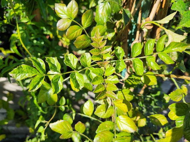 Cape Honeysuckle - UC Master Gardeners- Diggin' It In SLO - ANR Blogs