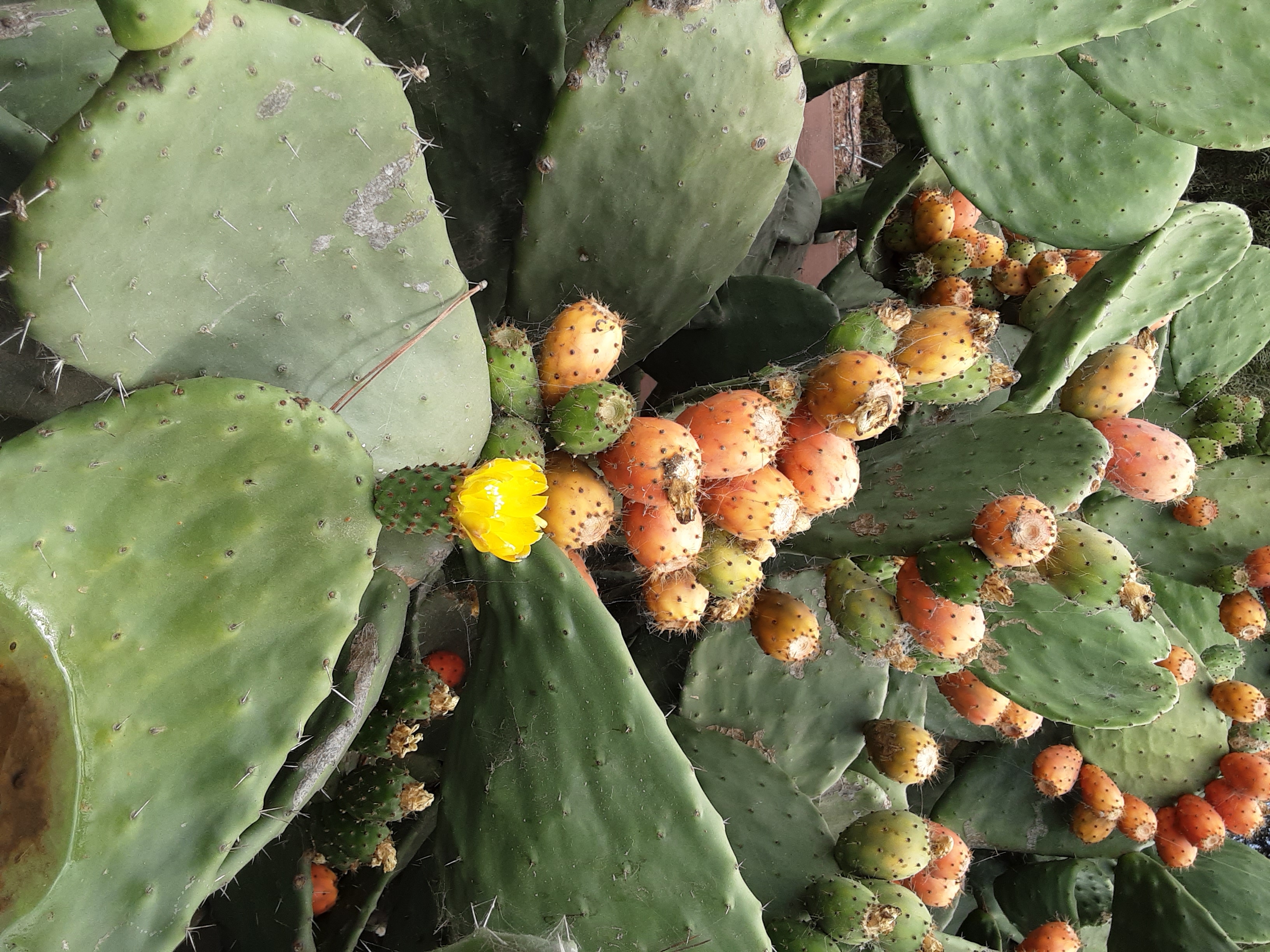 Cactus Cleaner Removing thorns from nopales 