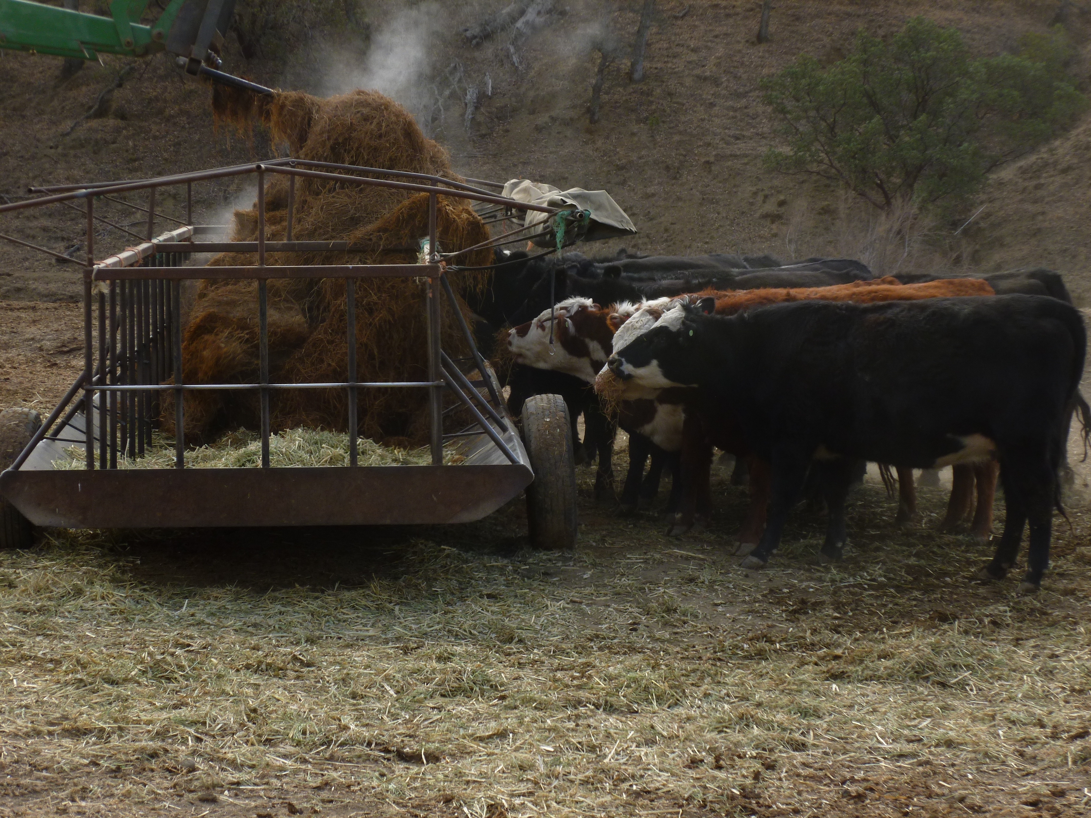 Posts Tagged Livestock And Dairy Uc Small Farm Program