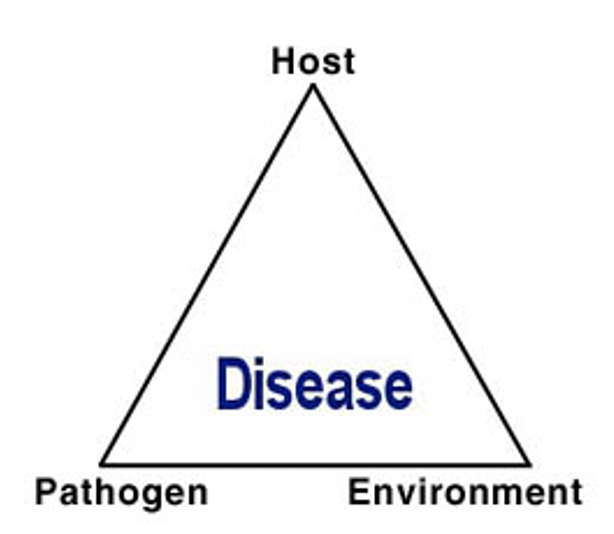 PLant disease triangle English