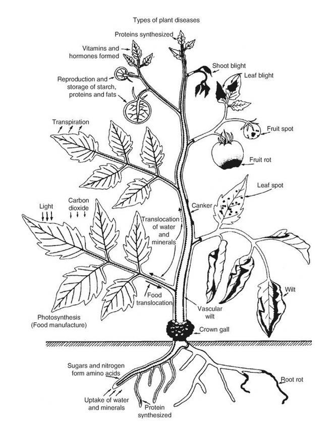 Plant disease English