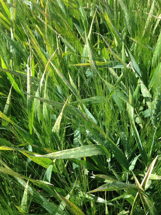 Leaf spotting symptoms at Davis durum wheat variety trial (canopy view)