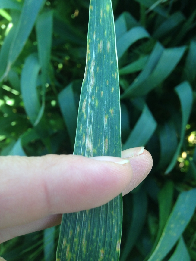 Figure 2. Leaf spotting symptoms at Davis durum wheat variety trial (leaf view).