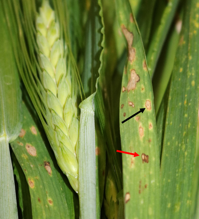 Figure 4. Typical pattern of leaf spot symptoms on a leaf observed in this field. Lens shaped lesions with brown margin, chlorotic halo, and sporulation in tan center (black arrow). Irregular shaped lesion with whitish center and dark brown margin with no chlorotic halo (red arrow). Earlier and later stages of lesion development are apparent on these leaves.