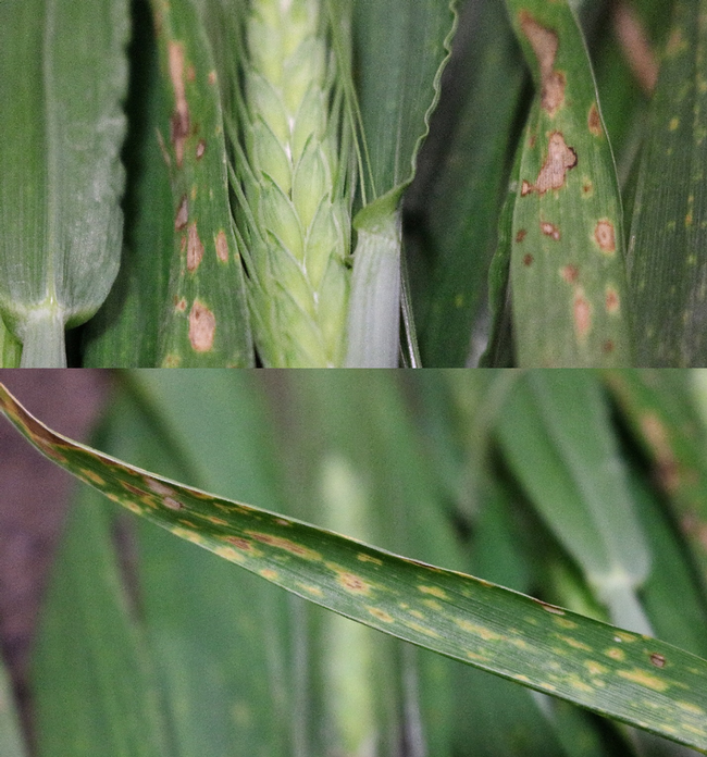 Figure 5. Additional views of leaf spot symptoms from Hanford-area field.